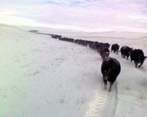 Winter trail