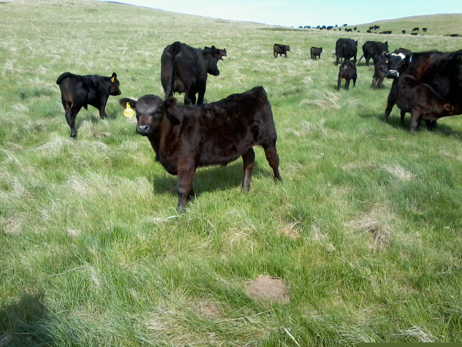 901 calf