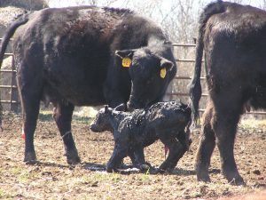 A first-time mother cares for her newborn calf.